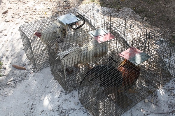 UPDATE: Man Charged in Connection with February Cockfighting Arrest, 23 July