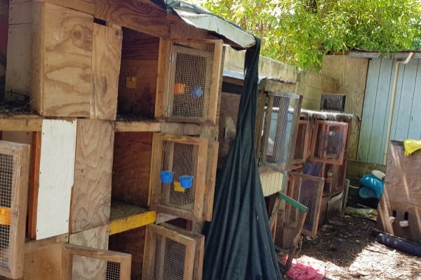 Community and DoA Officers Seize 26 Game Birds during Cockfighting Operation