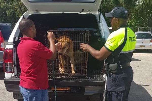 DOA and Community Police Officers Seize Strays in George Town, 8 March