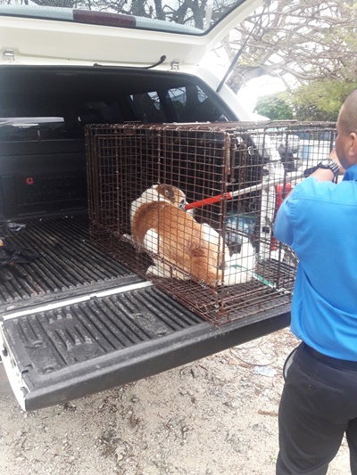 Community Concerns lead to Police and DOA Walk Through in North West Point Road, West Bay, 14 Februa