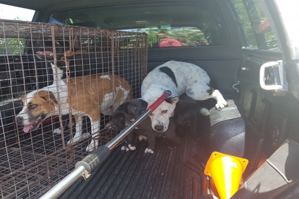 West Bay Community Officers Assist with the Surrender of Ferocious Dogs to the DOA