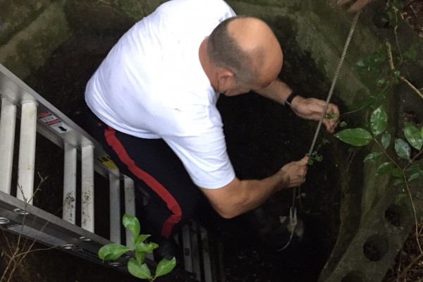 Public Alerts Police to Stranded Dogs in Well in West Bay; Two Dogs Rescued, 19 February