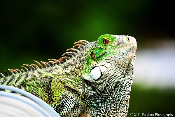 RCIPS Informs of Firearms Licensing Procedures for Registered Cullers in the DOE Green Iguana Cull