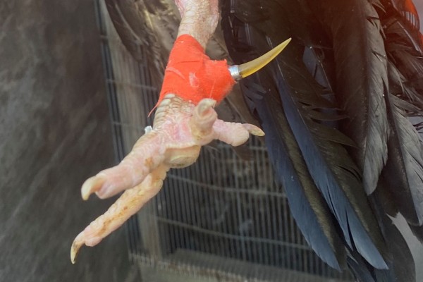 East End Man Being Investigated for the Illegal Sale of Drug and Alcohol as well as Cockfighting, 29 March