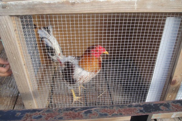 Community Officers and DoA Recover Over 80 Chickens Suspected to be Used in Cock Fighting, One Man A