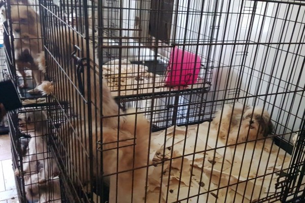 Animal Welfare Investigation Results in the Seizure of 53 Dogs from Prospect Residence, 6 May