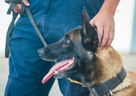 Police Dog Helps Recover Ganja, Man Arrested, 24 January