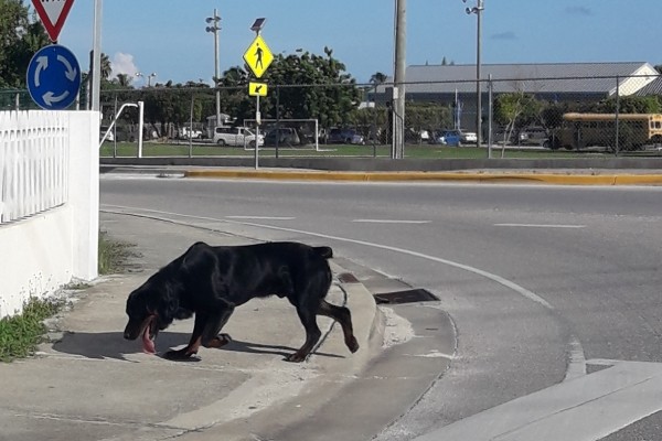 West Bay Community Officers Restrain Ferocious Dog Near Sir John A. Cumber Primary