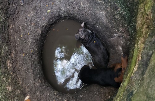 Public Alerts Police to Stranded Dogs in Well in West Bay; Two Dogs Rescued, 19 February