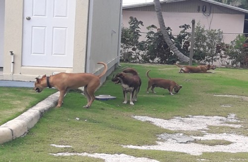 DOA and CPD Dog Seizure - Beat 8