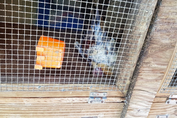 One game bird was found dead in its cage.
